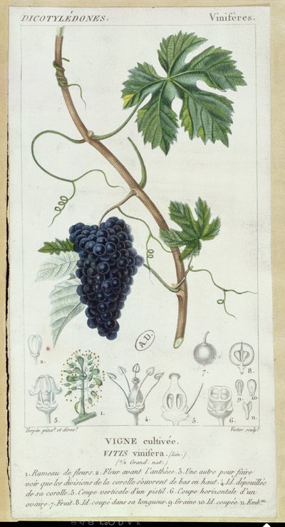 Vite (Vitis Vinifera) tavola botanica, c.1820 da Pierre Jean Francois Turpin
